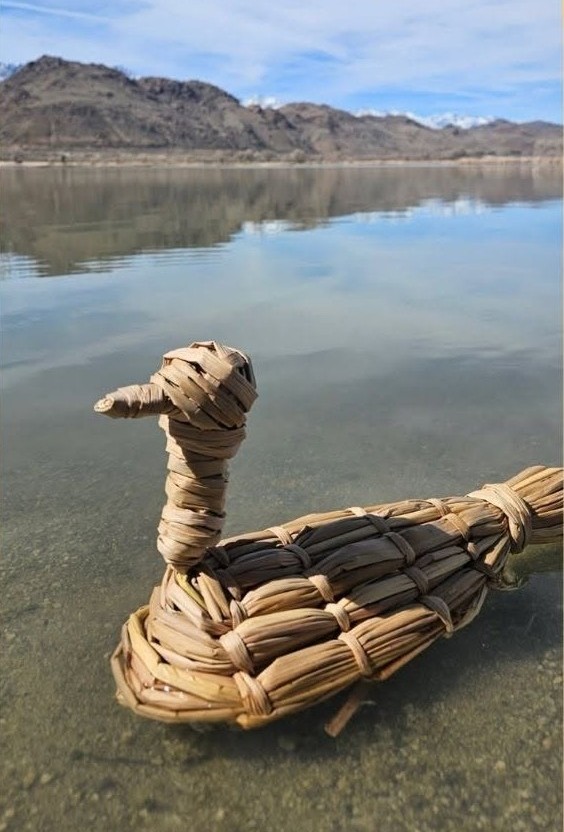 Tule duck floating on Owens Lake