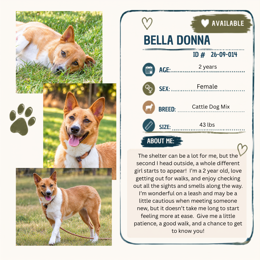 Bella Donna