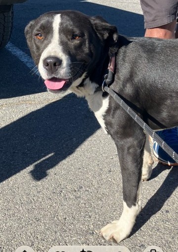 1 year old male Pit mix