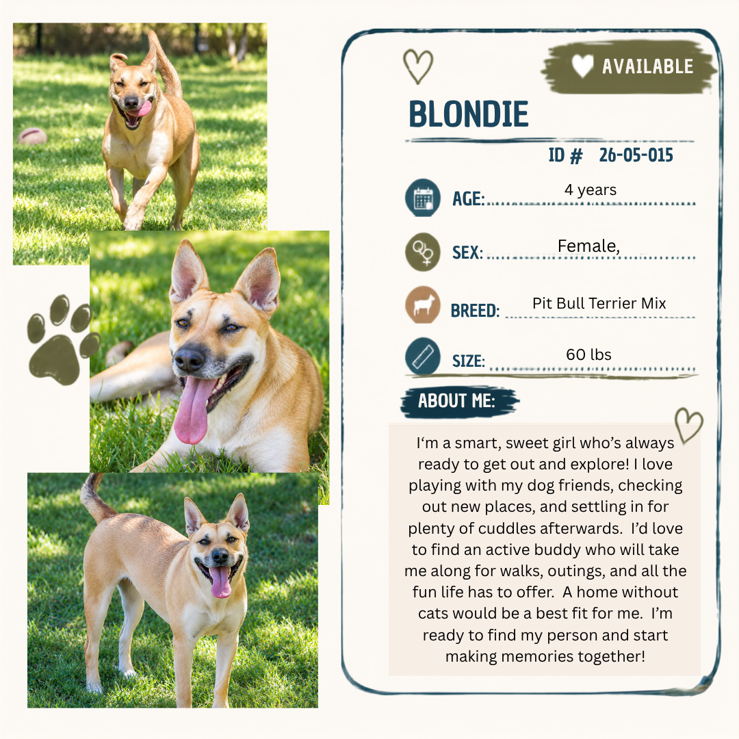 Blondie bio