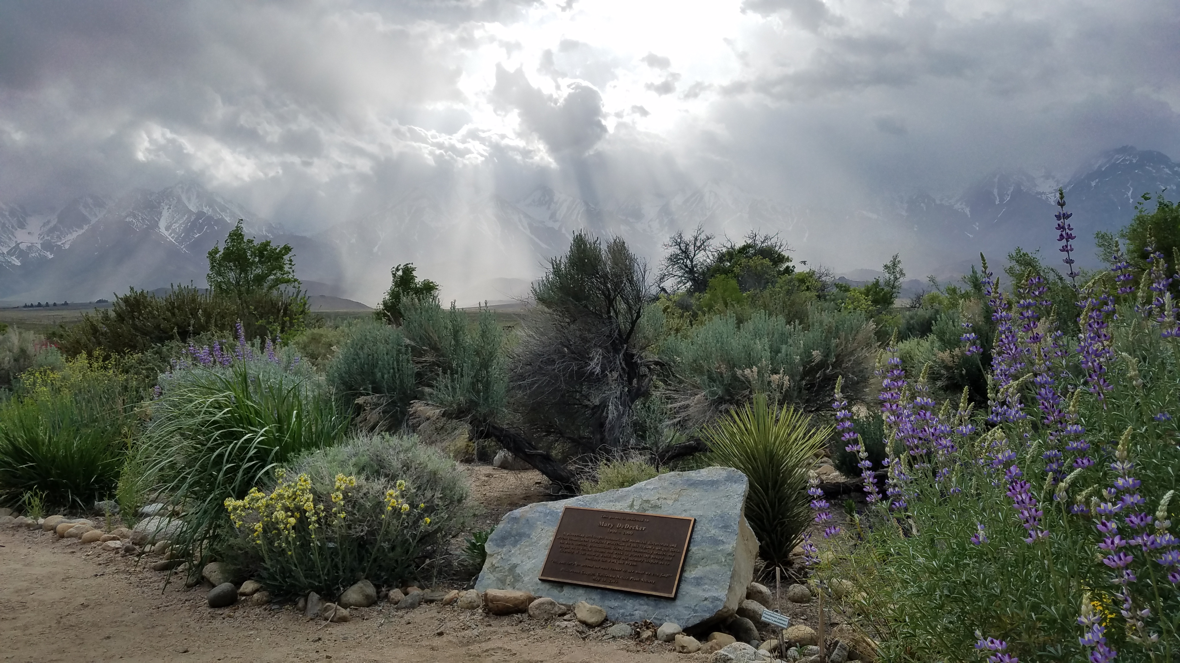 The Mary DeDecker Native Plant Garden, with the dramatic Sierra in the background. 