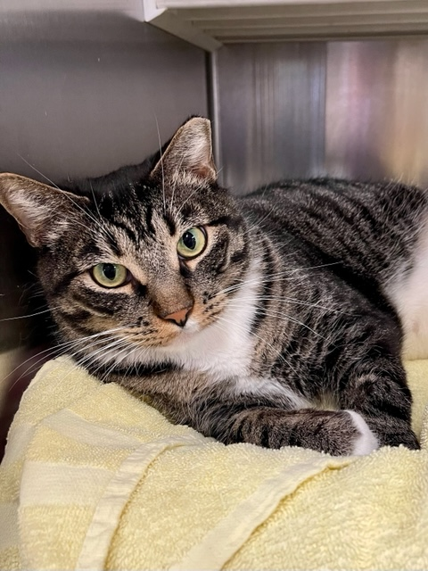 10 year old neutered male