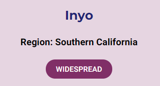 Purple Tier
