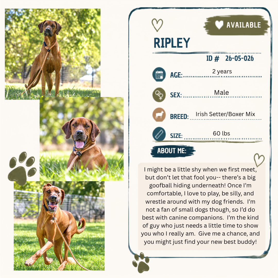 Ripley bio