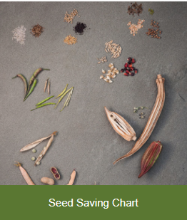 Seed saving chart