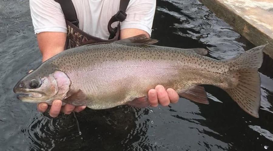 Man holding 10.2-lb. trout