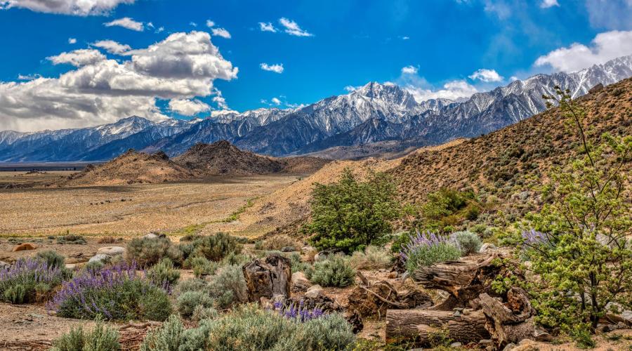 Blue sky, white clouds, snow-capped mountains, brown foothills, desert valley floor with purple wildflowers.
