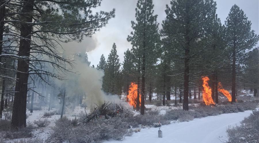 Piles of wood burning in snow