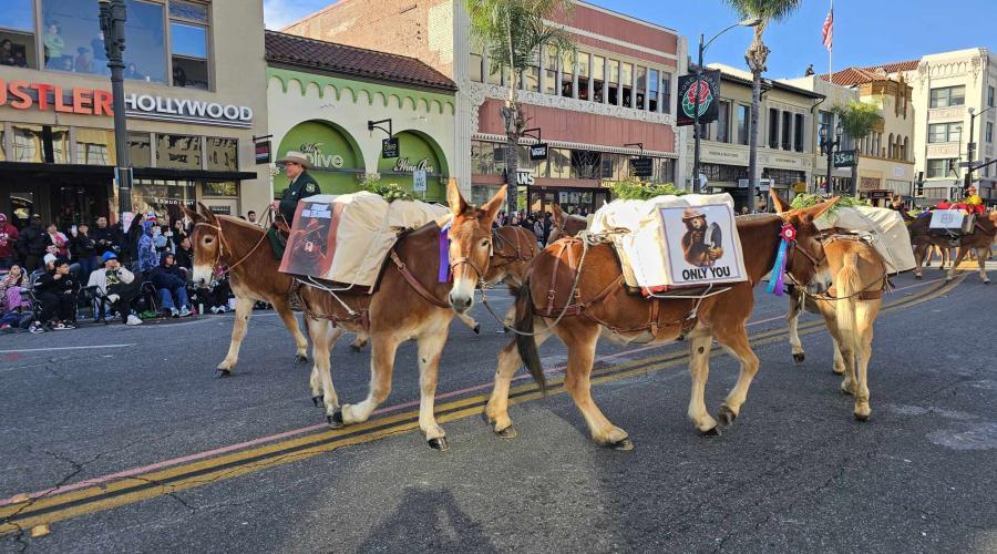 Man on horse leading a mule pack string in a circle in Rose Parade.