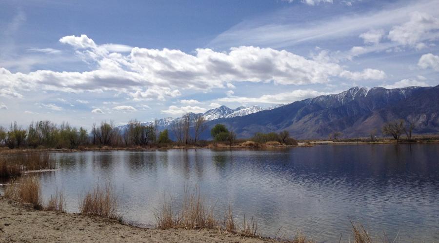 A pond surrounded by brush with the Sierra in the background and a blue sky with white clouds