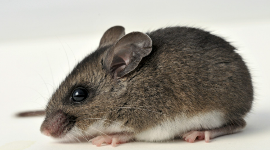 A small mouse.