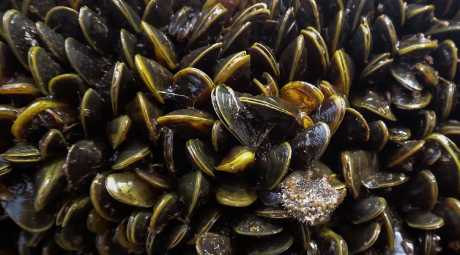 close-up of large cluster of invasive golden mussels