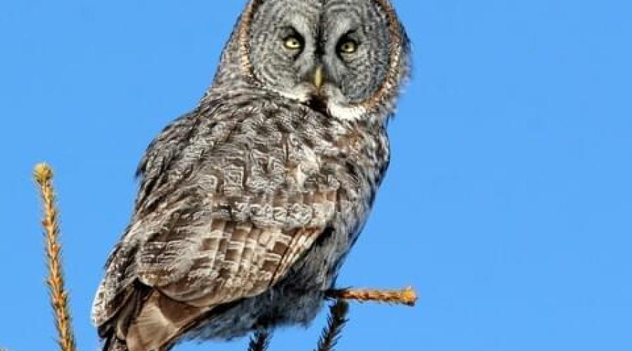 A gray owl perched on some tree limbs with a blue sky in the background