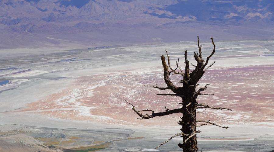 Dry lake bed as viewed from high elevation with dead tree to right of photo, in forefront.