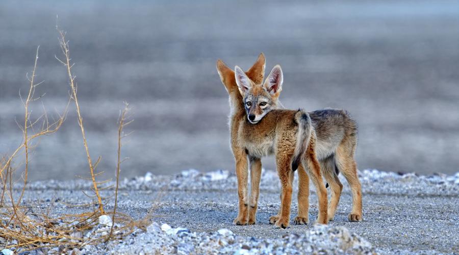 Two young coyotes on a dry lake bed, with one of them resting its head on the other.