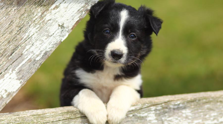 Inyo County Animal Services