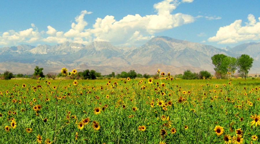 Inyo County Farm