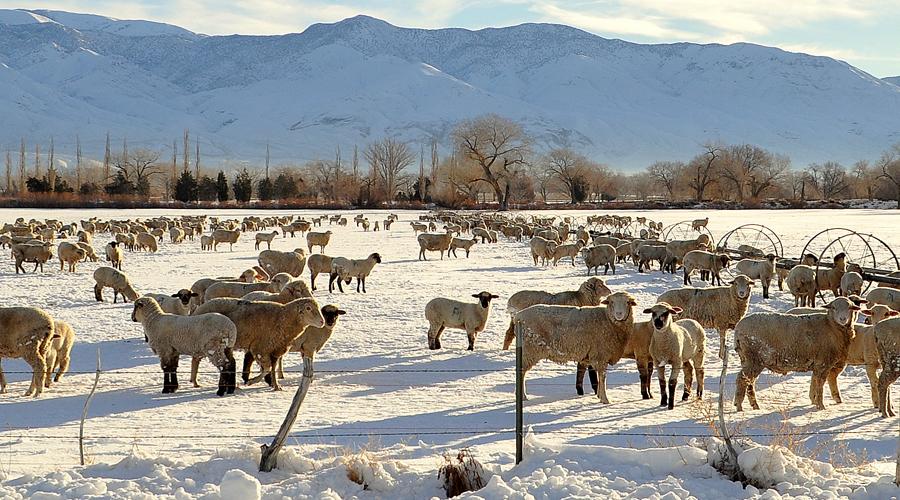 Inyo County Sheep