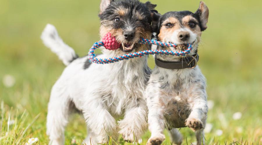 Two doggies playing with dog toy.