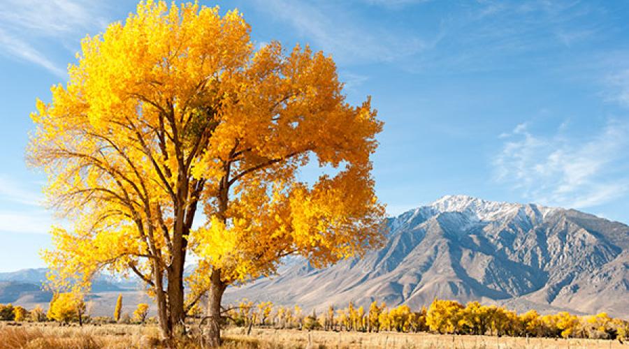 Picture of cottonwood tree and mountains