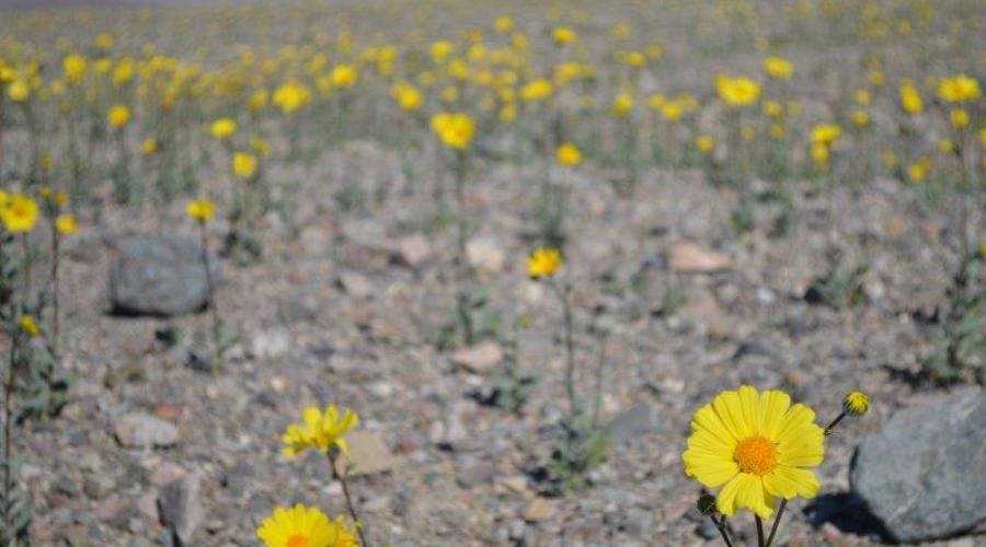 Death Valley wildflowers in bloom