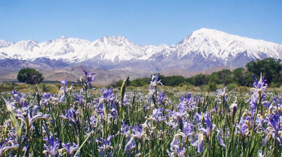 Picture of a field of wildflowers