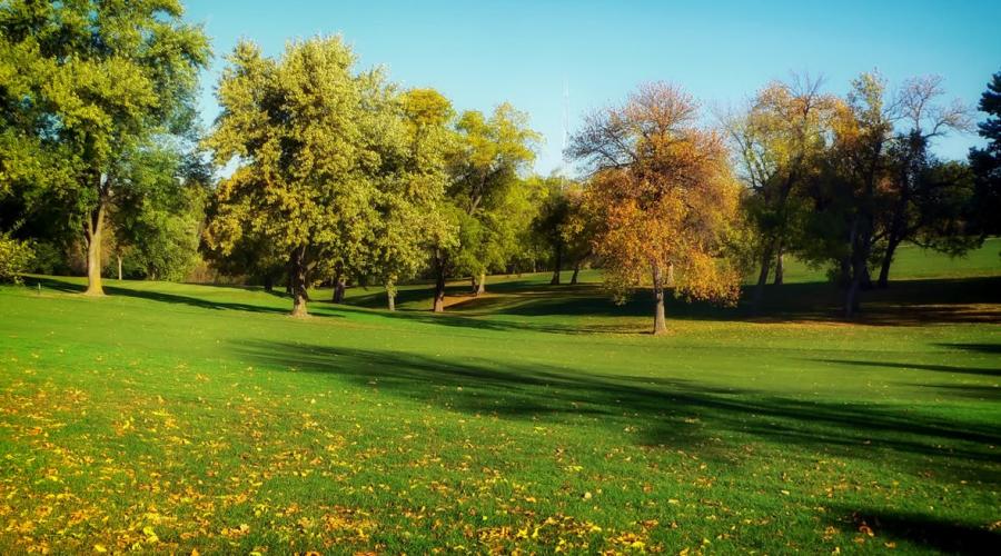 Picture of trees in a park setting