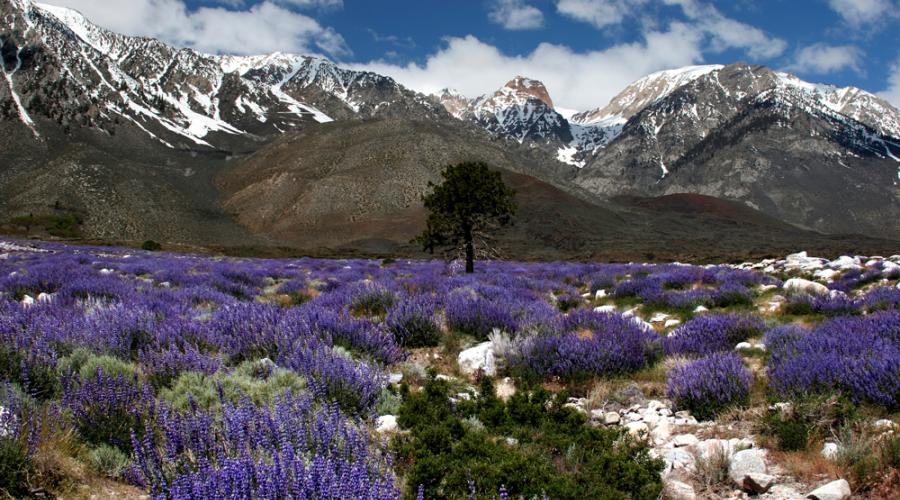 Lupines at Division Creek