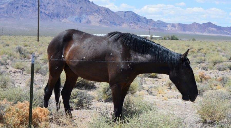 A wild horse in Death Valley.