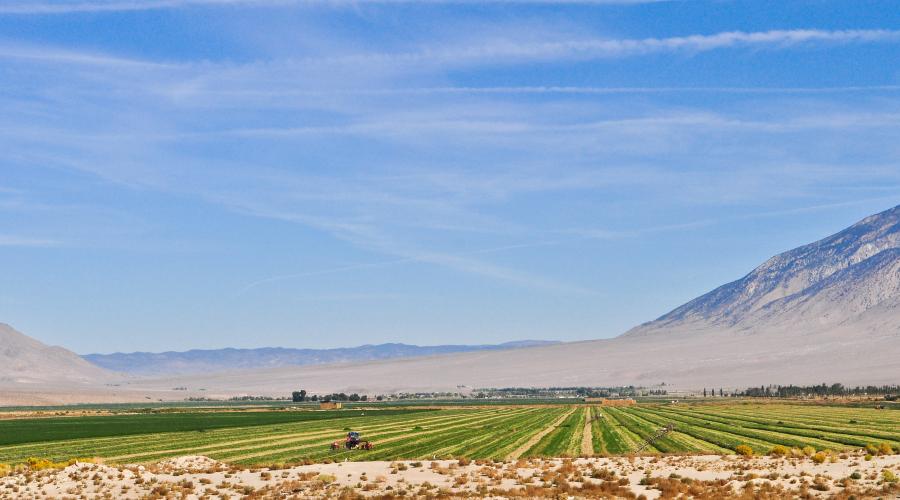 Hammil Valley Alfalfa