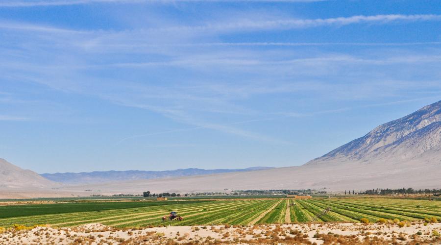 Hammil Valley Alfalfa