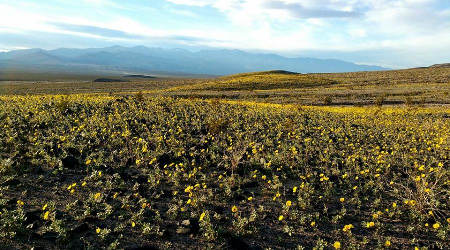 Death Valley Wild Flowers