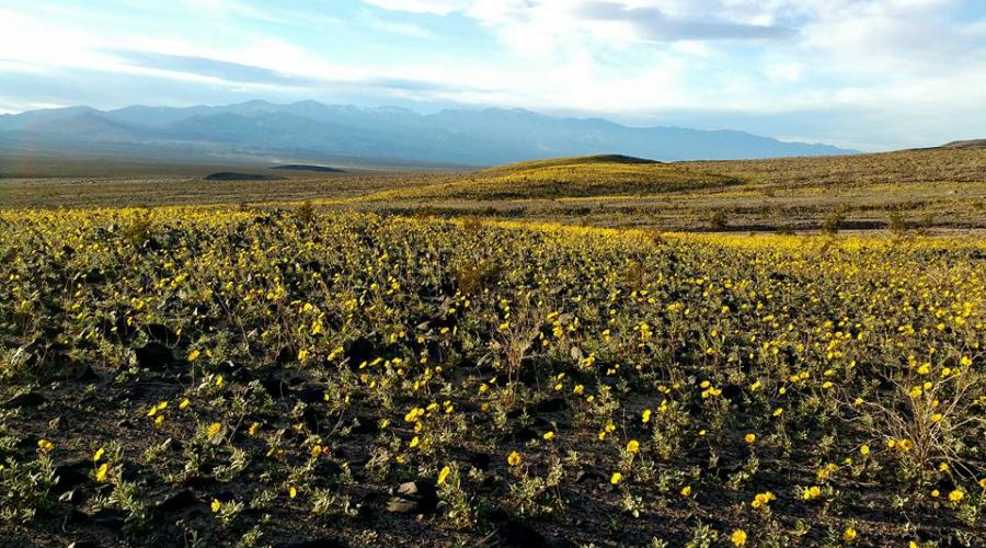 Death Valley Wild Flowers