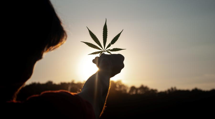 David Gabric photo-sun setting behind Cannabis