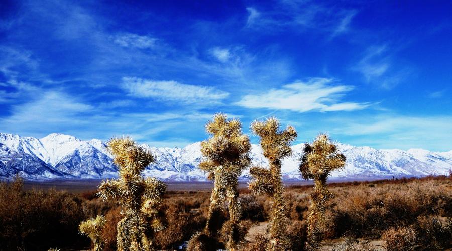Cacti with blue sky and snowy mountains in the background