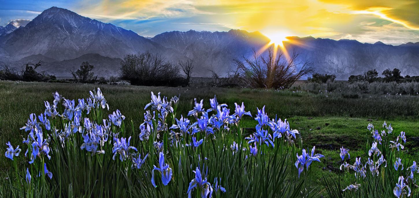 Mt. Tom and Wild Iris Flowers
