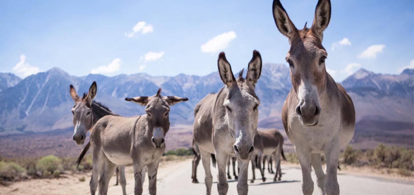 Inyo County Burros