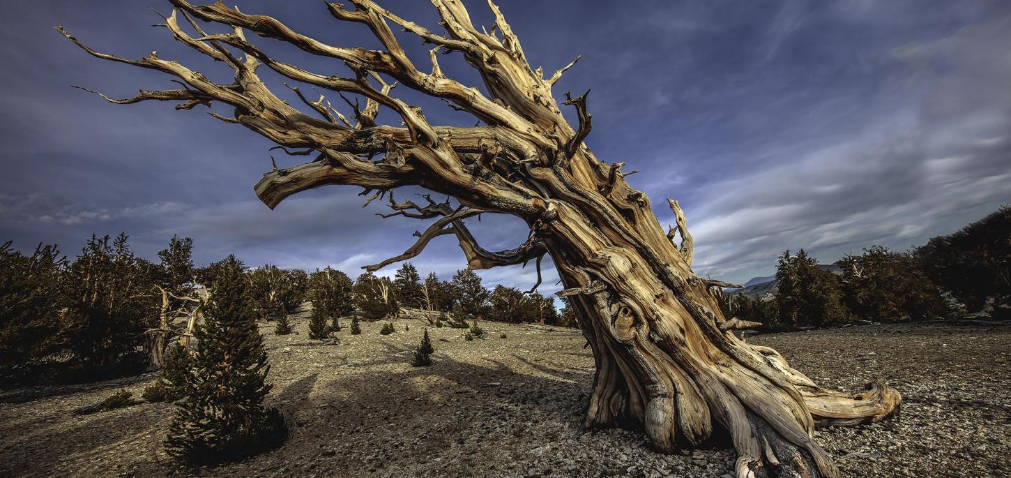 Bristlecone Pine