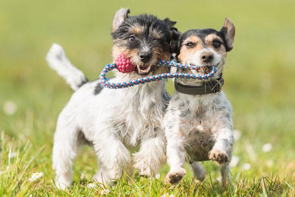 Two doggies playing with dog toy.