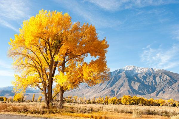 Picture of cottonwood tree and mountains