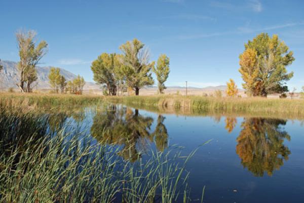 Picture of water and trees at MIllpond