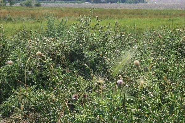 Cirsium Arvense (Canada Thistle)