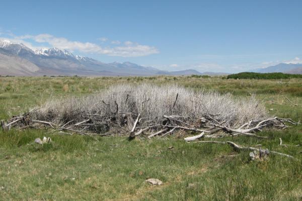 Perennial Pepperweed After Treatment