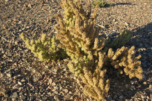 Halogeton Glomeratus (Halogeton)