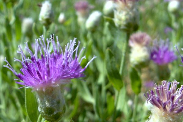 Acroptilon Repens (Russian Knapweed)