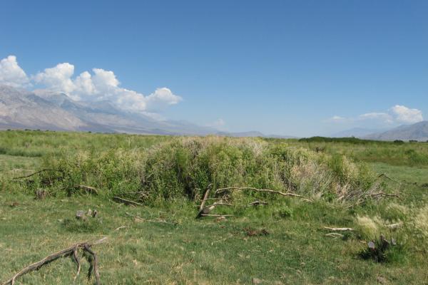 Perennial Pepperweed Before Treatment