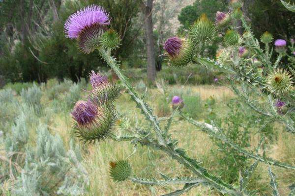 Onopordum Acanthium (Scotch Thistle)