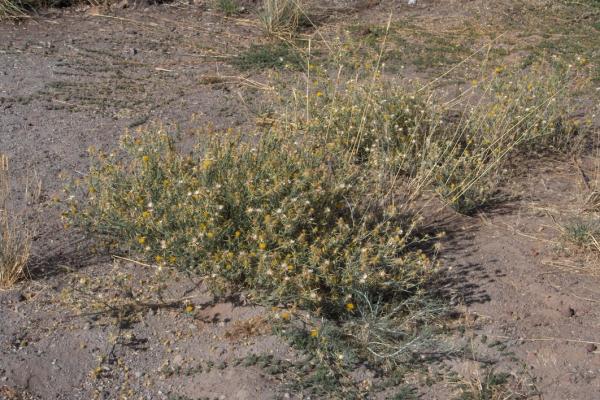 Puncturevine (Tribulus terrestis)