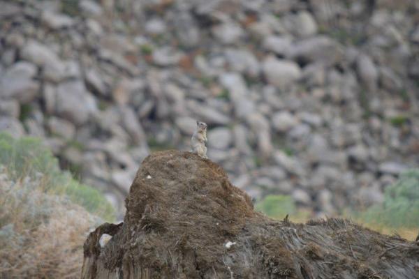 A california ground squirrel stands guard for predators.