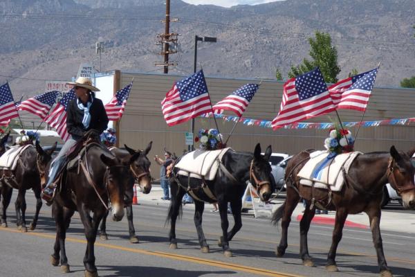 Woman on a mule surrounded by other mules walking in Mule Days Parade.